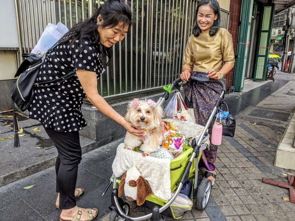 Bangkok Thailand walking the dog